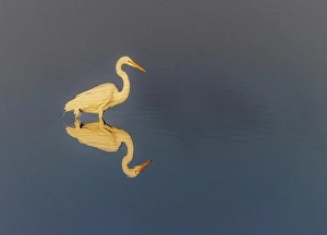 Wading Bird Prints: Great egret reflection on still water while fishing