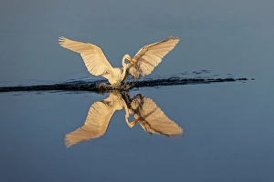 Wading Bird Prints: Great egret reflection on still water while fishing