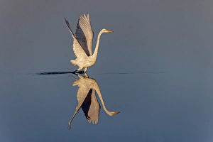 Wading Bird Prints: Great egret reflection on still water while fishing