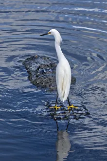 Images Dated 14th February 2021: Great Egret riding on Alligators back, Florida