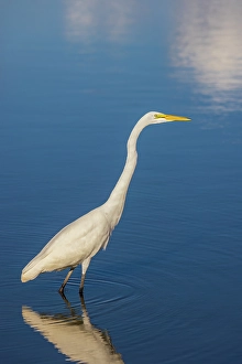 Images Dated 10th June 2024: Great egret in wetland, Marion County, Illinois