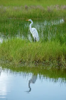 Seabird Prints: Great egret in wetlands