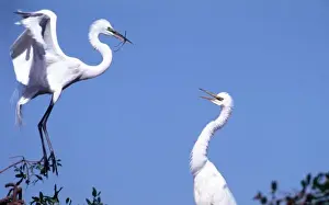 Ritual Prints: Two Great Egrets (Ardea alba) in a courtship ritual in which one partner passes a
