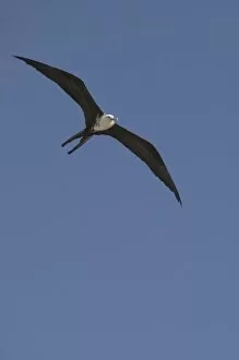 Images Dated 14th November 2006: Great frigate bird (Fregata minor) in flight against blue sky, Placencia, Stann Creek District