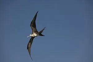 Great frigate bird (Fregata minor) in flight against blue sky, Placencia, Stann Creek District