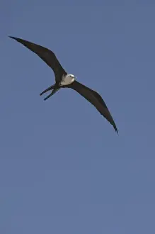 Great frigate bird (Fregata minor) in flight against blue sky, Placencia, Stann Creek District