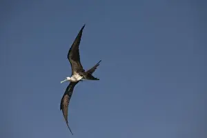 Wing Span Prints: Great frigate bird (Fregata minor) in flight against blue sky