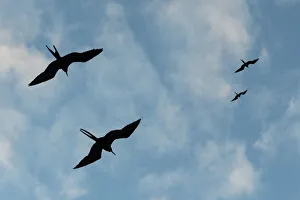 Great Frigate birds (Fregata minor ridgwayi), South Plaza Island, Galapagos islands