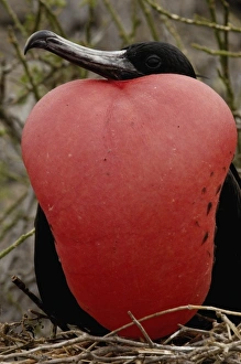 Images Dated 1st July 2006: Great frigatebird (Fregata minor) - male, GALAPAGOS ISLANDS ECUADOR South America
