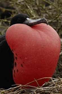 Images Dated 1st July 2006: Great frigatebird (Fregata minor) - male. GALAPAGOS ISLANDS ECUADOR South America