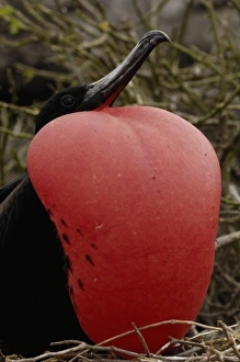 Images Dated 1st July 2006: Great frigatebird (Fregata minor) - male