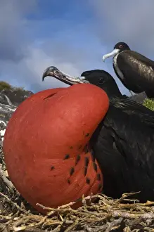 Images Dated 20th January 2010: Great frigatebird (Fregata minor) - male with inflated pouch Punta Cevallos