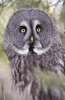 Surprise Prints: Great Gray Owl