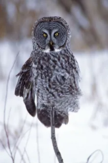 Intense Prints: Great Gray Owl near Pine City MN