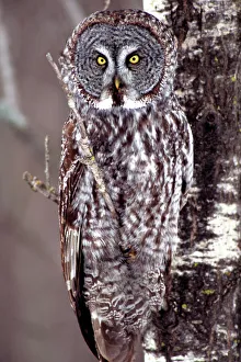 Minnesota Prints: Great Gray Owl, Pine City MN perched on Aspen