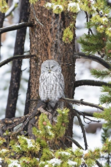 Wyoming Prints: Great Gray Owl (Strix nebulosa) in snowstorm, Yellowstone National Park, WY