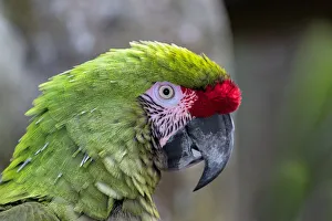 Parrot Prints: Great Green Macaw