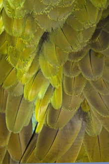 Images Dated 28th January 2009: Great Green Macaw feather pattern, Ara ambiguus, also known as Buffons Macaw