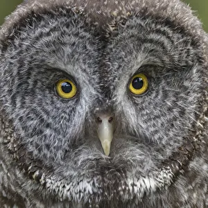 Great grey owl, Montana