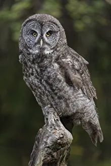 Images Dated 12th September 2020: Great grey owl, Montana