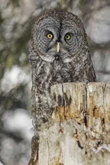 Prints of Great grey owl, Strix nebulosa, controlled situation Images Dated 2019 July: Great grey owl, Strix nebulosa, controlled situation