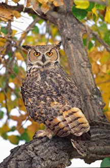 Images Dated 4th November 2011: Great Horned Owl