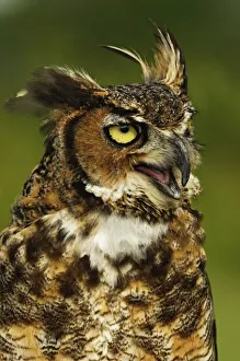 Horned Owl Prints: Great Horned Owl