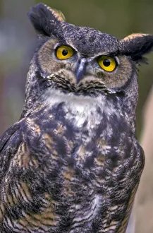 Images Dated 12th July 2010: Great Horned Owl