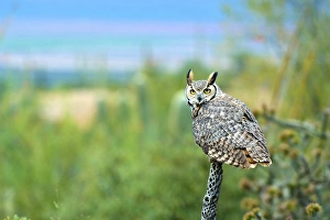 The great horned owl (Bubo virginianus), also known as the tiger owl, is a large