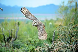 The great horned owl (Bubo virginianus), also known as the tiger owl, is a large The great horned owl (Bubo virginianus), also known as the tiger owl, is a large