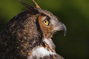 Horned Prints: Great Horned Owl, Bubo virginianus, captive