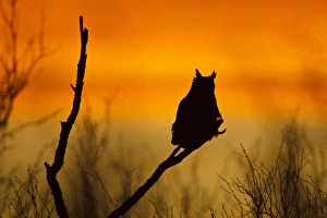 Images Dated 30th January 2010: Great Horned Owl (Bubo virginianus) perched at sunset