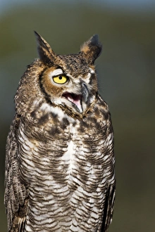 Great Horned Owl (Bubo virginianus) resting on perch in central Texas