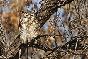 Images Dated 2nd December 2009: Great Horned Owl (Bubo virginianus) sleeping on perch in willow tree, New Mexico