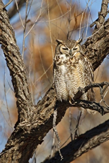 Images Dated 2nd December 2009: Great Horned Owl (Bubo virginianus) sleeping on perch in willow tree, New Mexico