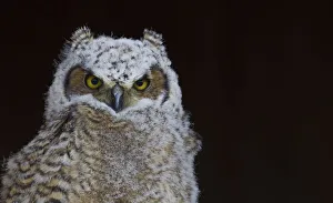 Fledgling Prints: Great-horned Owl, Fledgling