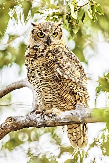 Raptor Prints: Great horned owl in a rural pasture in southwestern Montana