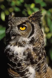 Verse Prints: great horned owl, Stix varia, in the Anchorage Zoo, Anchorage, Alaska