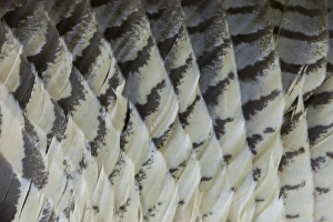 Natural Pattern Prints: Great Horned Owl Tail feather pattern Fanned Out