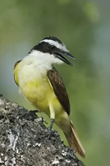 Images Dated 29th June 2006: Great Kiskadee, Pitangus sulphuratus, adult, Willacy County, Rio Grande Valley, Texas