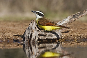 Images Dated 18th January 2010: Great Kiskadee (Pitangus sulphuratus) adult perched in Texas