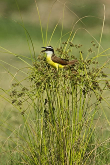 Great Kiskadee (Pitangus sulphuratus) calling from perch in rushes