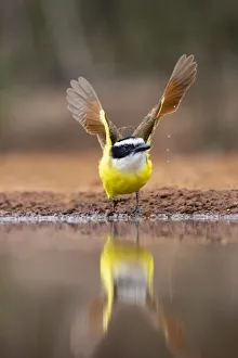 Great Kiskadee (Pitangus sulphuratus) flushing