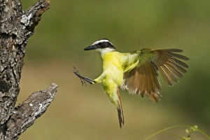 Hidalgo County Prints: Great Kiskadee (Pitangus sulphuratus) landing