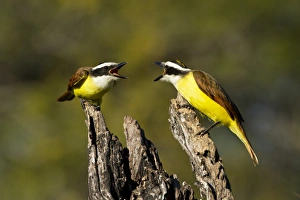 Mask Prints: Great Kiskadee (Pitangus sulphuratus) scolding