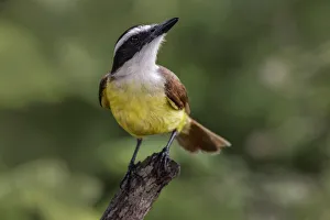 Migrating Prints: Great kiskadee, South Padre Island, Texas