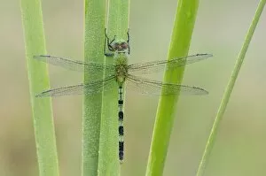 Great Pondhawk, Erythemis vesiculosa, adult resting on cattail covered in Dew, Willacy County