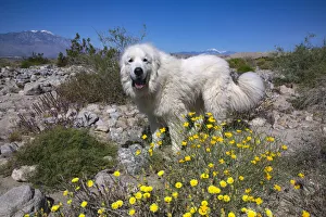 Colorado Desert Prints: Great Pyrenees in the Colorado Desert