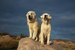 Images Dated 4th November 2024: Great Pyrenees on duty