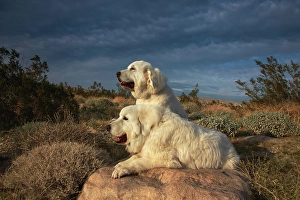 Images Dated 4th November 2024: Great Pyrenees on duty